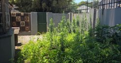 Comfortable family living or investment potential in Kensington.